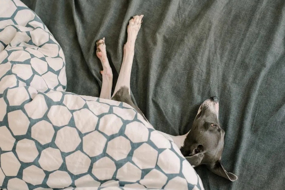 Greyhound Adoption: A Calm First 30 Days