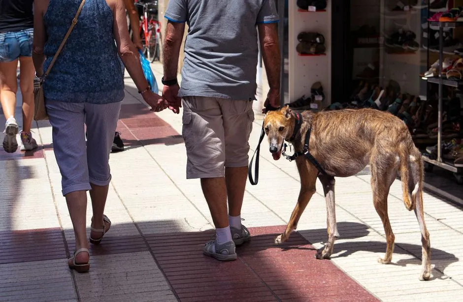 Greyhound Collar and Harness Safety: Preventing Escapes