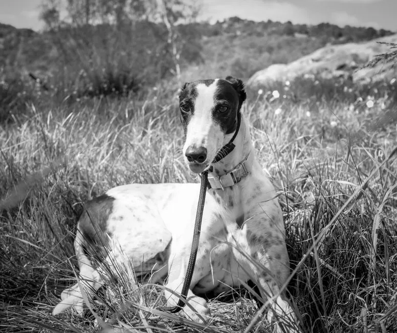 Greyhound Sleep Startle: Safer Rest at Home
